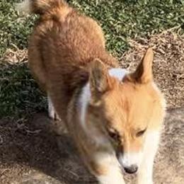 Gracie - Pembroke Welsh Corgi