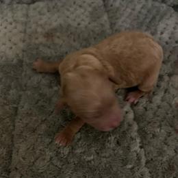 Boy 1 - Red  male Poodle puppy in Haddam, Kansas from Golden B Acres
