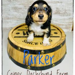 Parker - Piebald male Dachshund puppy in Cincinnati, Ohio from Caines Dachshund Farm