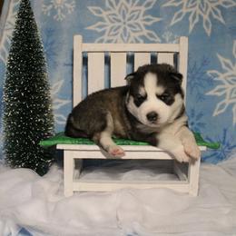 Green - Agouti and white male Siberian Husky puppy in York, Pennsylvania from Spalla Pups