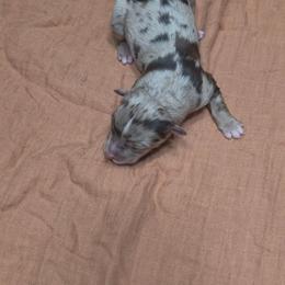 Emmory - Red merle female Australian Shepherd puppy in Marengo, Indiana from J&J Kennel