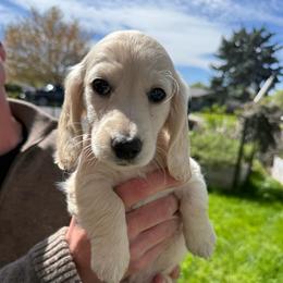 Male 3 - Cream male Dachshund puppy in Walla Walla Valley, Oregon from English Cream Dachshunds
