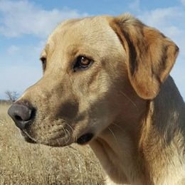 Golden Retrievers and Labrador Retrievers from Battlemountain Kennels