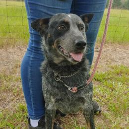 Smokey - Australian Cattle Dog
