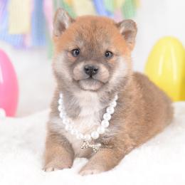Girl 1 - Red female Shiba Inu puppy in Neosho, Missouri from Sunny Terrace Shibas