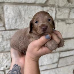 Oliver - Fawn (Isabella) male Dachshund puppy in Troup, Texas from East Texas Dachshunds