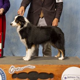 Saturn - Miniature American Shepherd