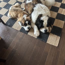 Companion Cross and Saint Bernard Puppies from Coleman Saint Bernards of Ohio