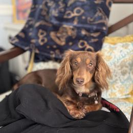 Almond - Dachshund