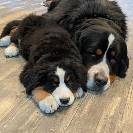 Bernese Mountain Dog Puppies from Mountain Home Berners