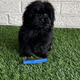 Blue collar - Black male Shihpoo puppy in Bay City, Texas from Billy's Puppies