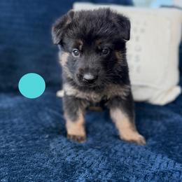 Fara - Black and red female German Shepherd puppy in Medical Lake, Washington from Nine Realms German Shepherds
