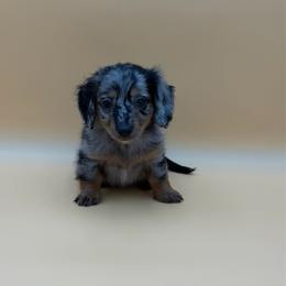 Tinsel - Dapple female Dachshund puppy in Porterville, California from Desert Dynasty
