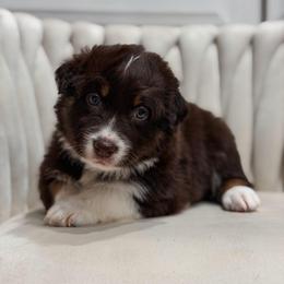 Lyra AKC - Red tri-color female Australian Shepherd puppy in Polk City, Florida from Skaky Shepherds