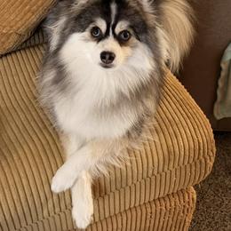 Squid 🦑 - Pomsky