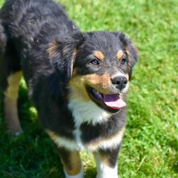 Tyra - Black tri-color female Australian Shepherd puppy in Prineville, Oregon from KC’s Aussies
