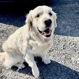 Josie - Golden Retriever