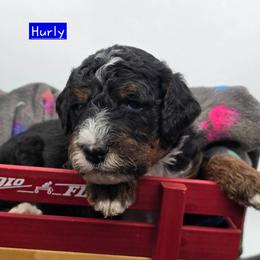 Hurly - Tri-color male Bernedoodle puppy in Neillsville, Wisconsin from Granton Creek