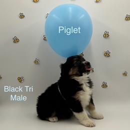 Boy 4 - Black tri male Miniature American Shepherd puppy in Tremonton, Utah from Azure Sky Minis