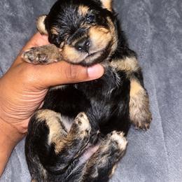 Alfalfa 2000 - Black and tan male Yorkshire Terrier puppy in Gastonia, North Carolina from Banks Dynasty Kennel
