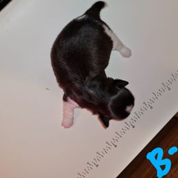 Boy 2 - Tricolor male Shih Tzu puppy in Bethlehem, Pennsylvania from Cinnamon's Shih Tzus