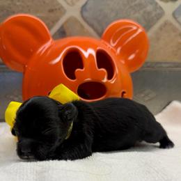 Yori (F2bb yellow boy) - Black and white male Aussiedoodle puppy in Midlothian, Texas from Gray Doodles