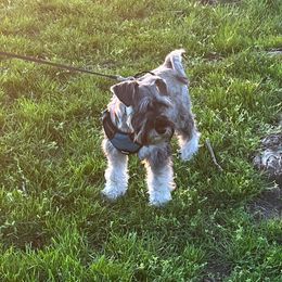 Miniature Schnauzers from Westchester Miniature Schnauzer