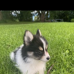 Pomsky Puppies from Rustic Pomskies