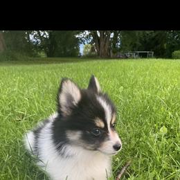 Pomsky Puppies from Rustic Pomskies