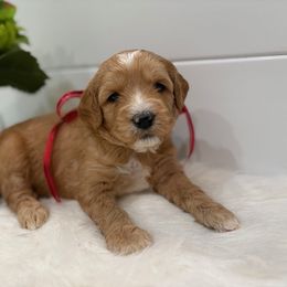 Girl 1 - female Goldendoodle puppy in Thomasville, Georgia from South Georgia Golden Doodle Ranch LLC