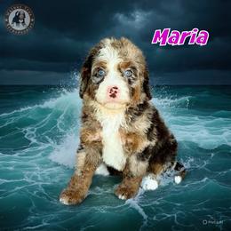Maria - Chocolate merle female Bernedoodle puppy in Banner Elk, North Carolina from Walnut Tree Bernedoodles