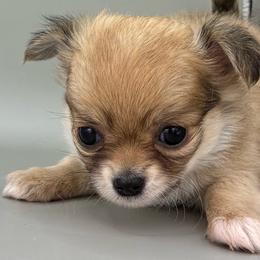 Jim - Black sabled fawn male Chihuahua puppy in Westport, New York from Chantilly chihuahuas