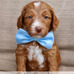 Churro - Red  male Goldendoodle puppy in Comanche, Texas from Central Texas Doodles, LLC.