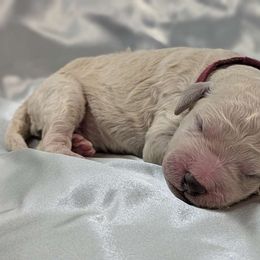 Velvet - Poodle puppy from Ghibli Poodles