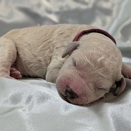 Velvet - Poodle puppy from Ghibli Poodles
