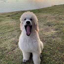 Poodle Puppies from BrioPanache Poodles