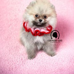 Pomeranian Puppies from Country Life Pomeranians