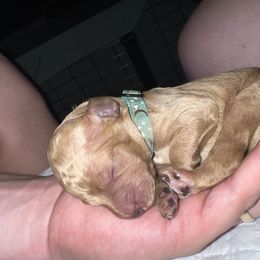 Poodle Puppies from Pawsable Prospects