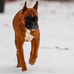 Boxer puppies from RBF