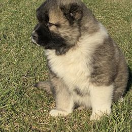 Caucasian Shepherd Dog Puppies from Sila V Krovi