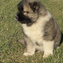 Caucasian Shepherd Dog Puppies from Sila V Krovi
