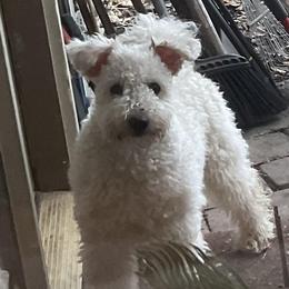Eppie - White female Pumi puppy in Salem, Oregon from Abiqua Pumik