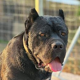 Steel - Cane Corso