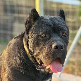 Steel - Cane Corso