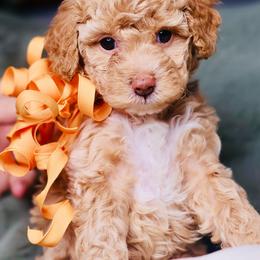 Amber - Apricot female Goldendoodle puppy in Forney, Texas from Diamond Doodle Pups and Poodles