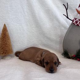 Blue - Red male Dachshund puppy in Franklinville, New Jersey from KJ Kennels of NJ
