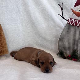 Blue - Red male Dachshund puppy in Franklinville, New Jersey from KJ Kennels of NJ