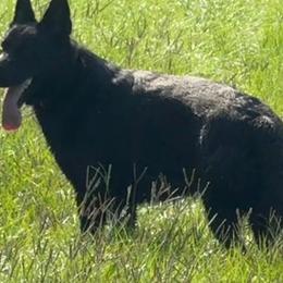 Deva - German Shepherd