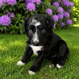 Tornado - Black tri-color male Australian Shepherd puppy in Marshall, Virginia from Aussie Tales Farm