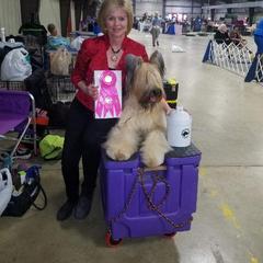 Briard and Schapendoes Puppies from Dragonz Lair